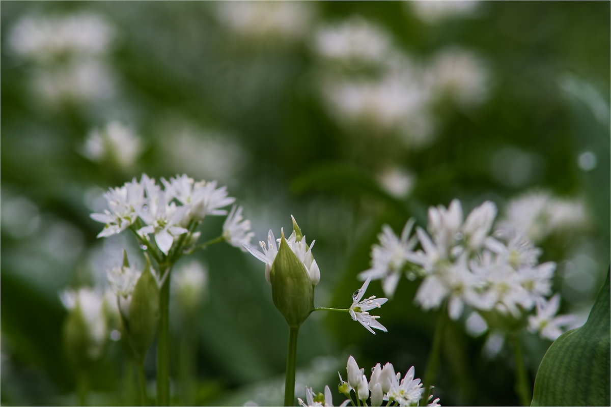 Левурдичката ми... да Ви се похваля с нея. Левурдата, Allium ursinum L., наричана още мечи лук, див чесън и див лук е многогодишно луковично растение.