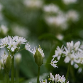 Левурдичката ми... да Ви се похваля с нея. Левурдата, Allium ursinum L., наричана още мечи лук, див чесън и див лук е многогодишно луковично растение.