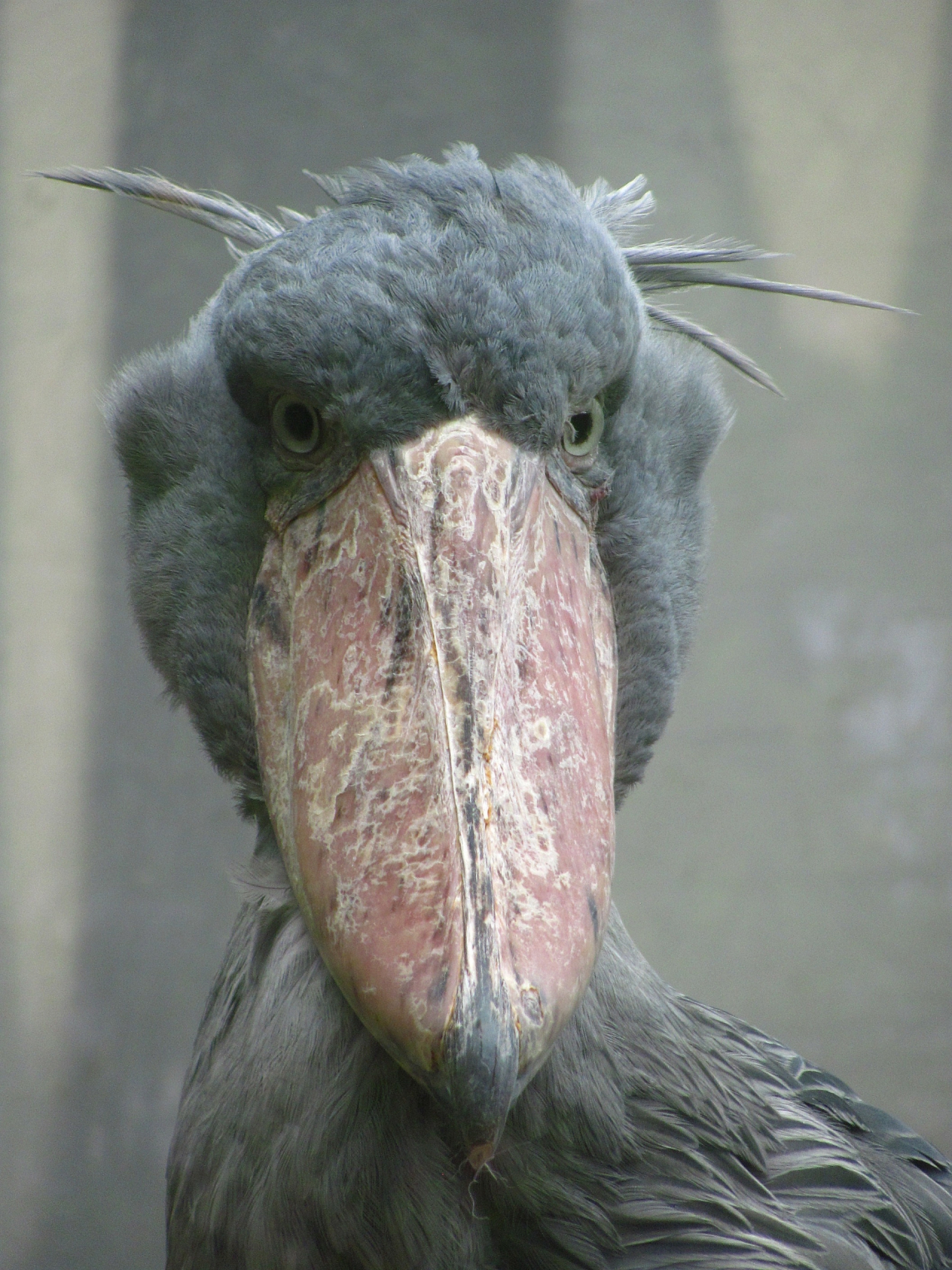 Shoebill stork