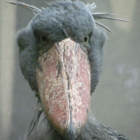 Shoebill stork