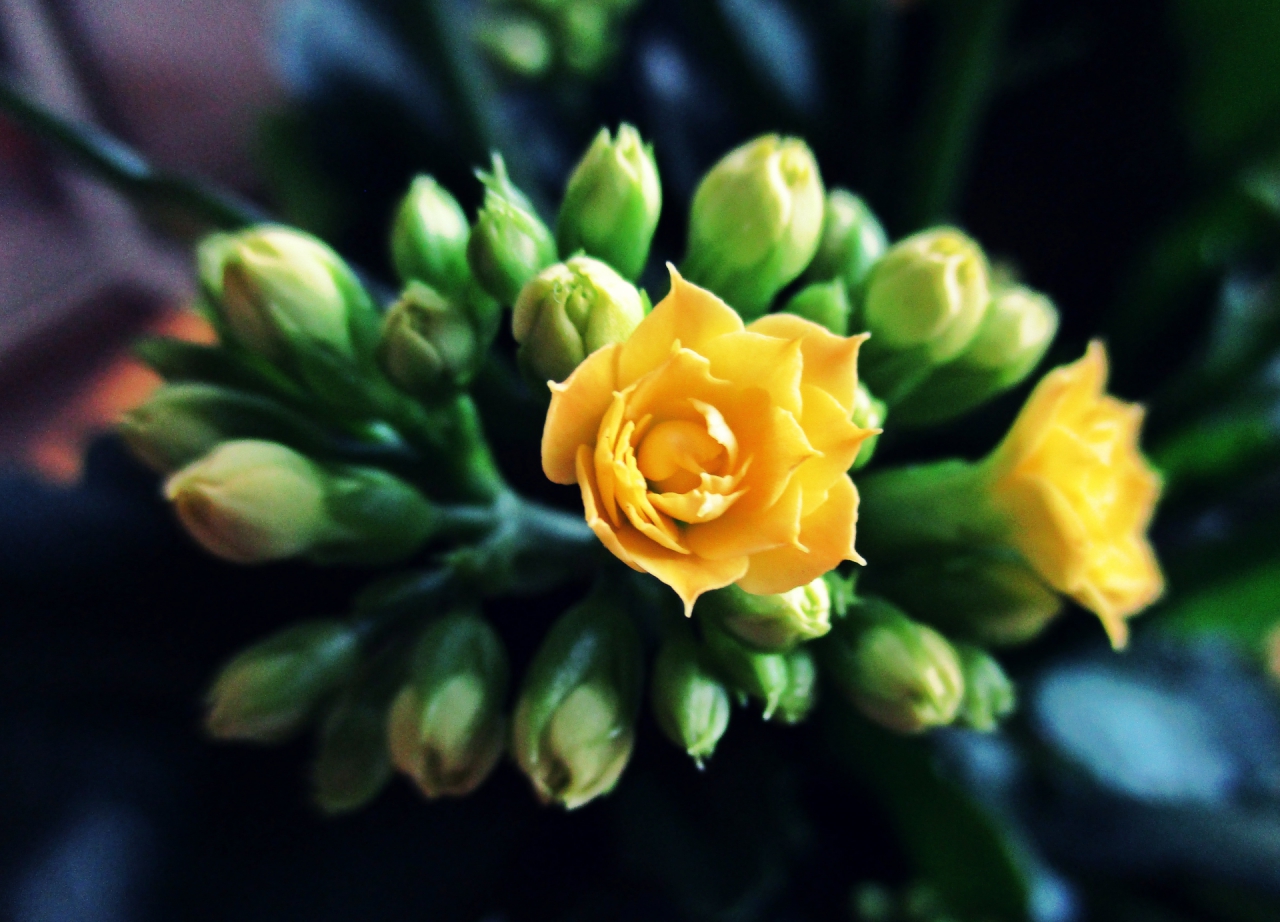Yellow flower