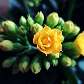 Yellow flower