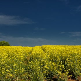 Рапичен минимализъм