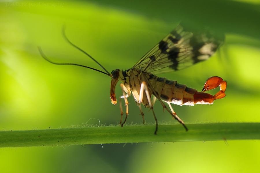 Скорпионица*Mecoptera