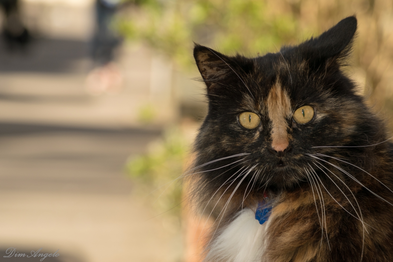 Cute cat ..