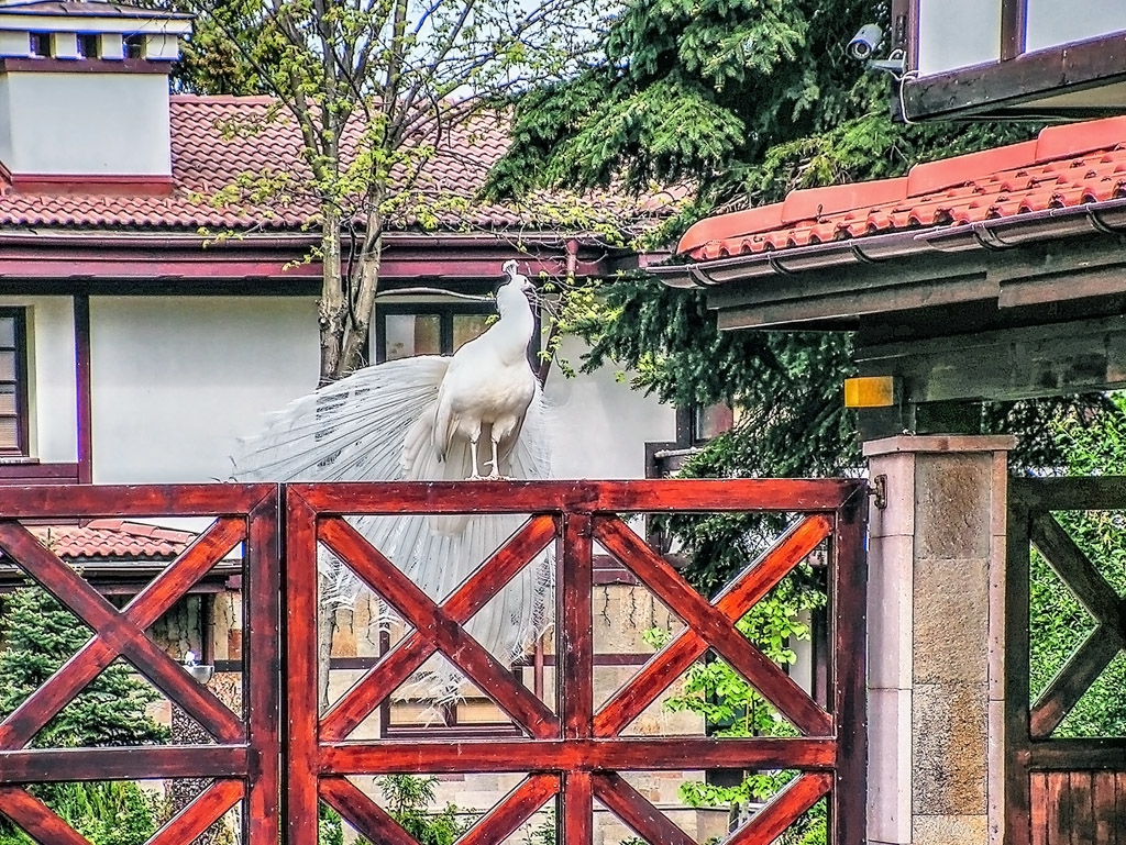 Паун на портала