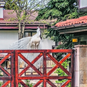 Паун на портала