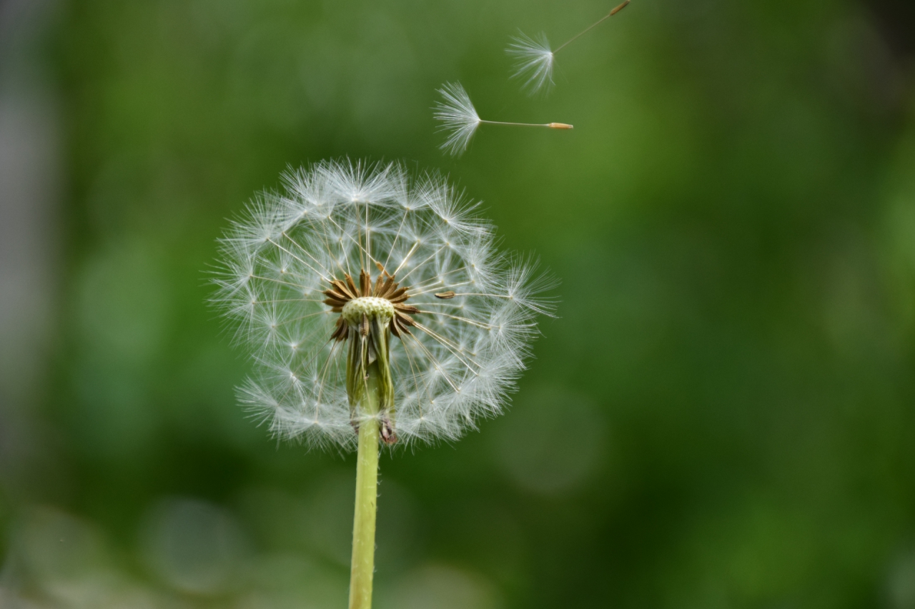 dandelion fly