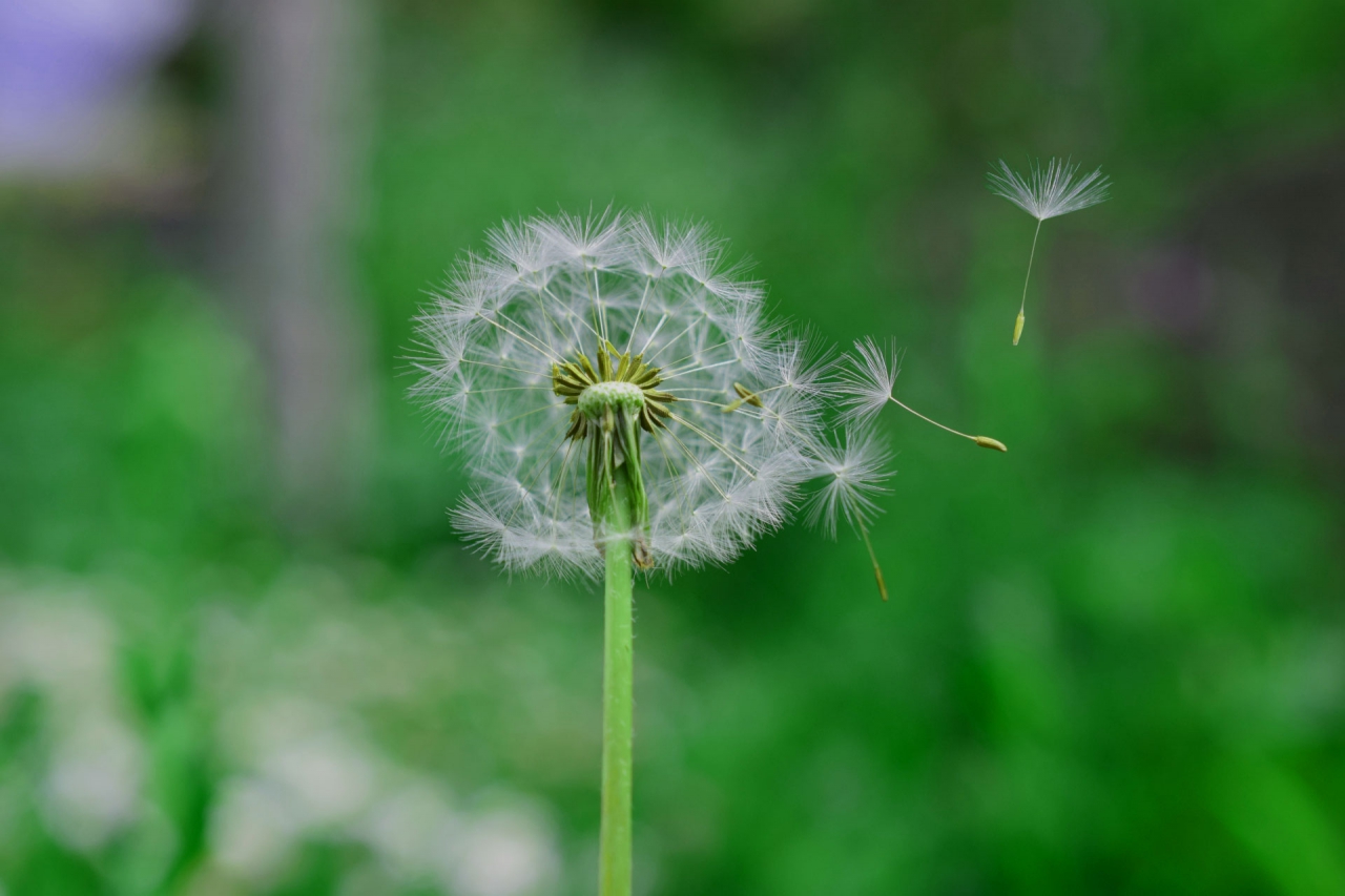 dandelion fly 2