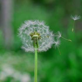 dandelion fly 2