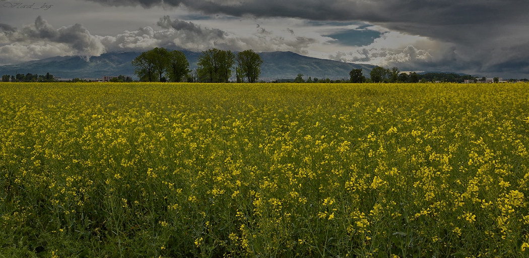 Рапично динамично