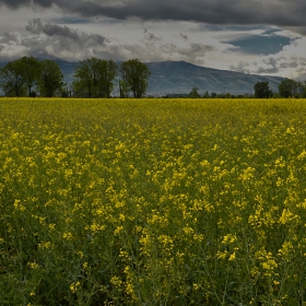 Рапично динамично