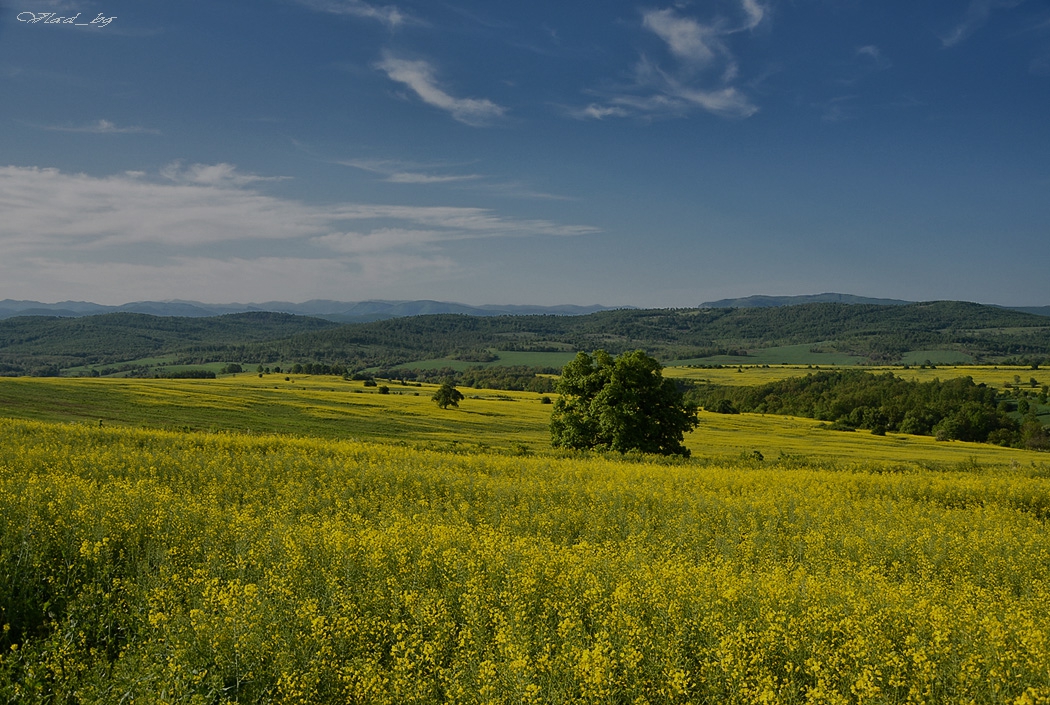 Рапично