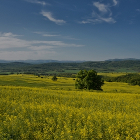 Рапично