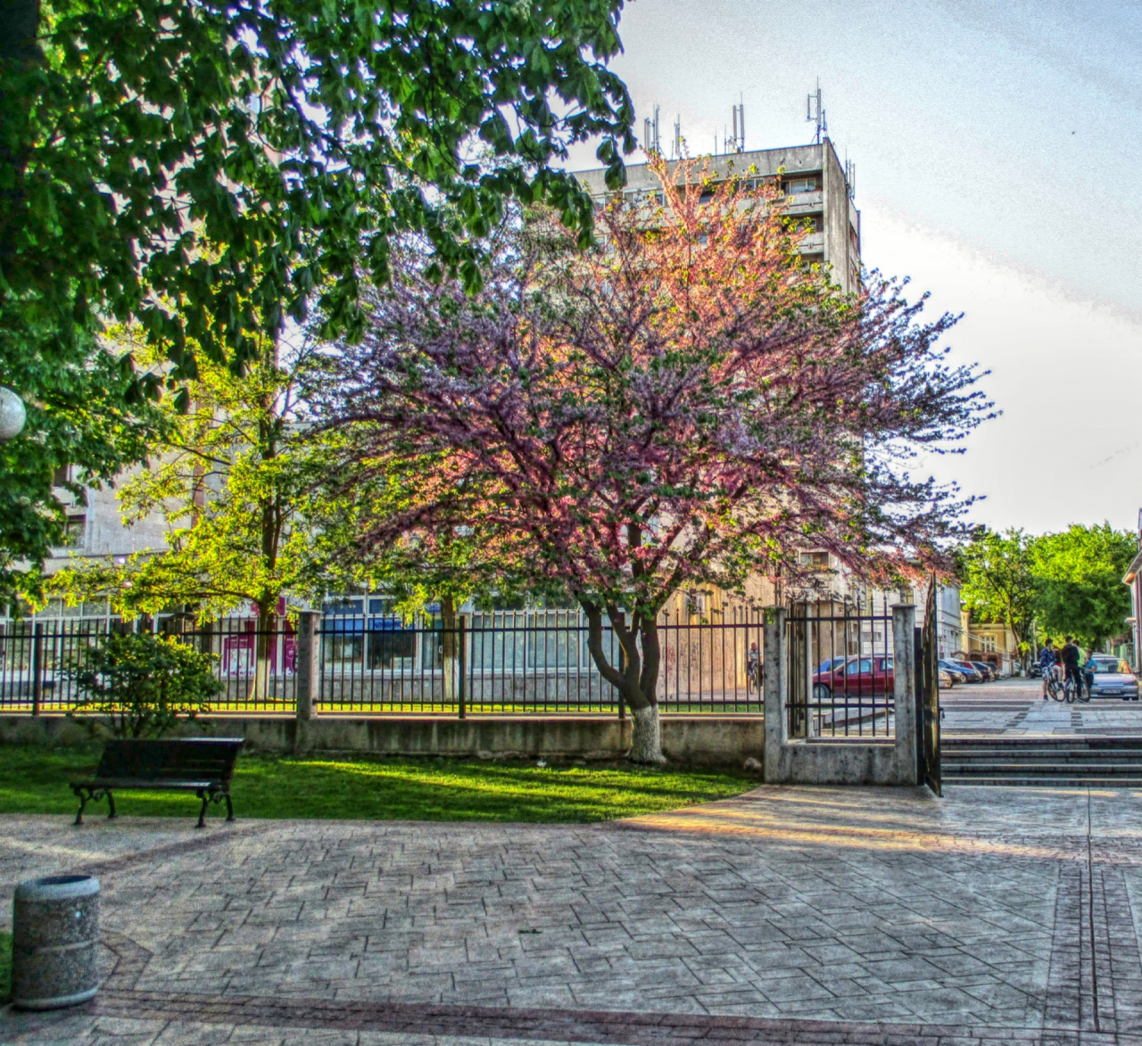 pink tree