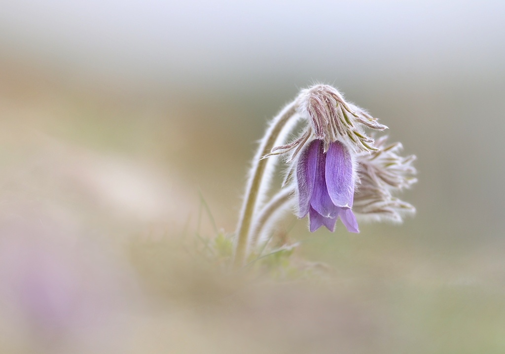 съсънка - Pulsatilla Pratensis L.