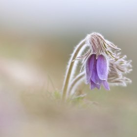 съсънка - Pulsatilla Pratensis L.