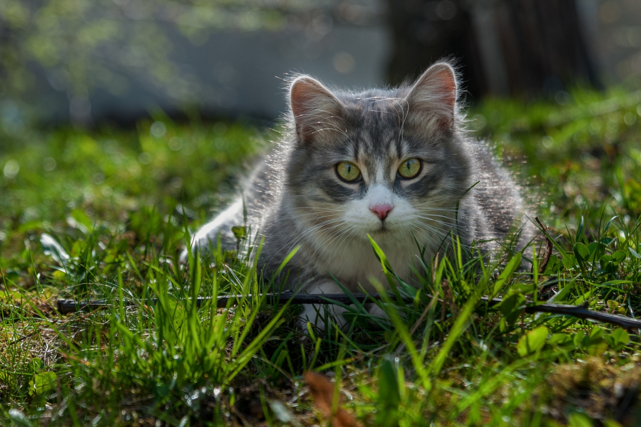 Кот 2