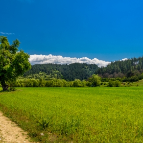 Пътя към гората