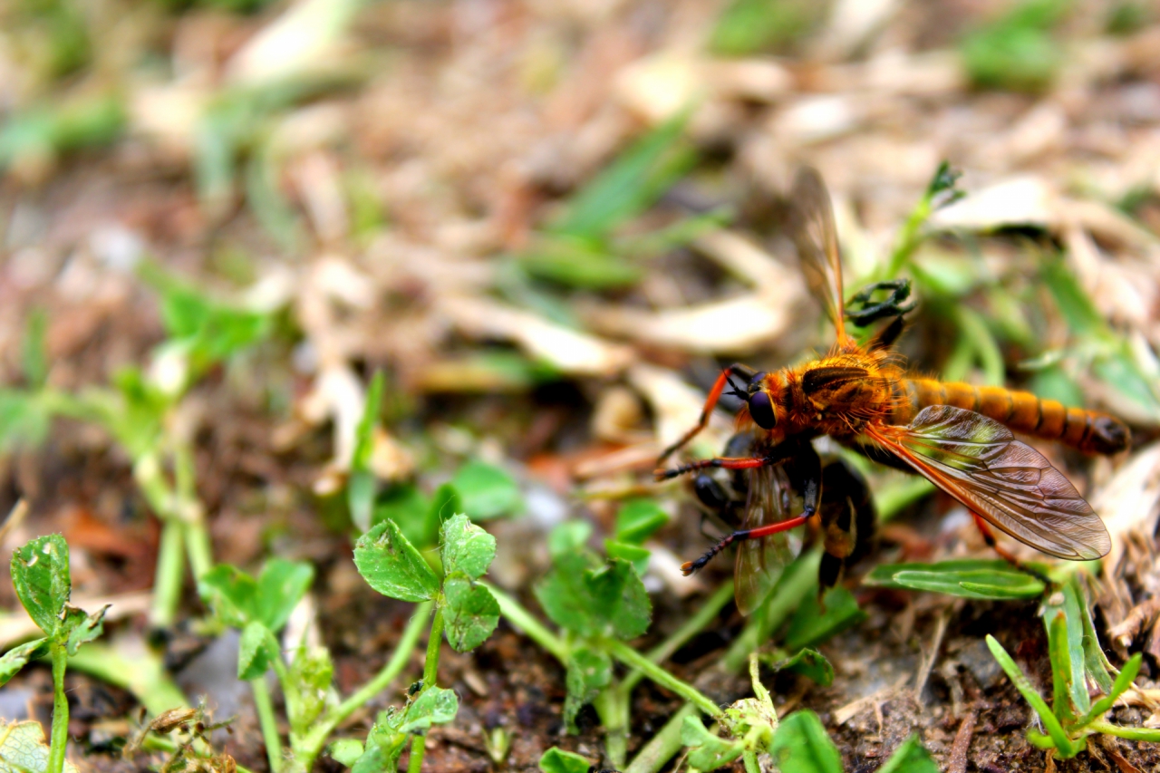 Bee Hunter