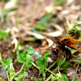 Bee Hunter