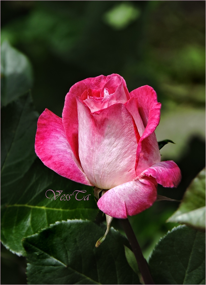 Pink ...