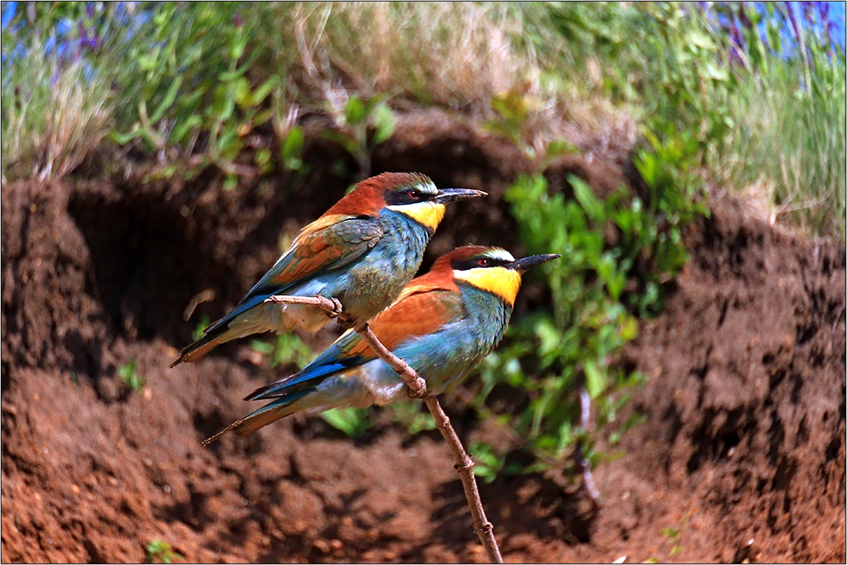 Дружки... Обикновен пчелояд - Merops apiaster