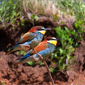 Дружки... Обикновен пчелояд - Merops apiaster