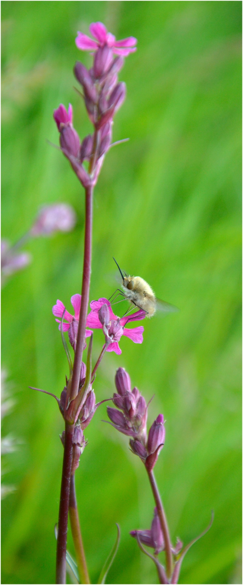 Bombylius major