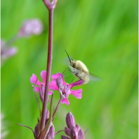 Bombylius major