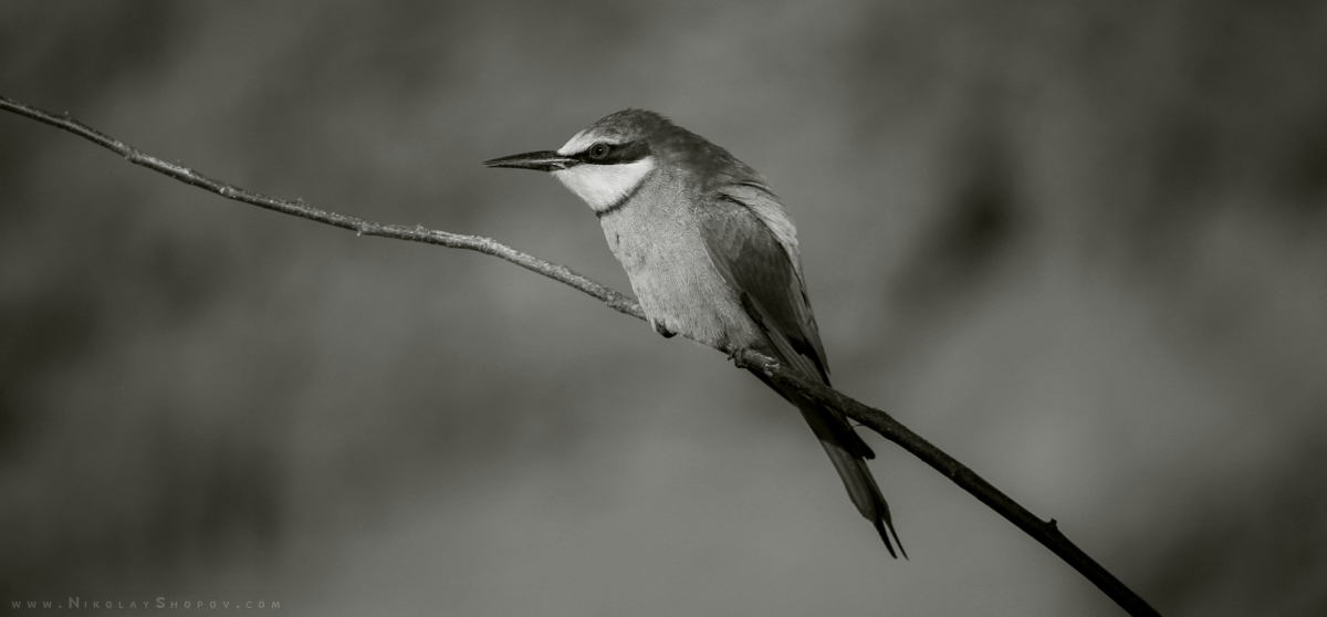 Обикновен пчелояд   Merops apiaster  Bee-Eater