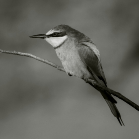 Обикновен пчелояд   Merops apiaster  Bee-Eater