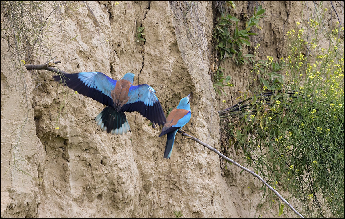 Синявица - Coracias garrulus