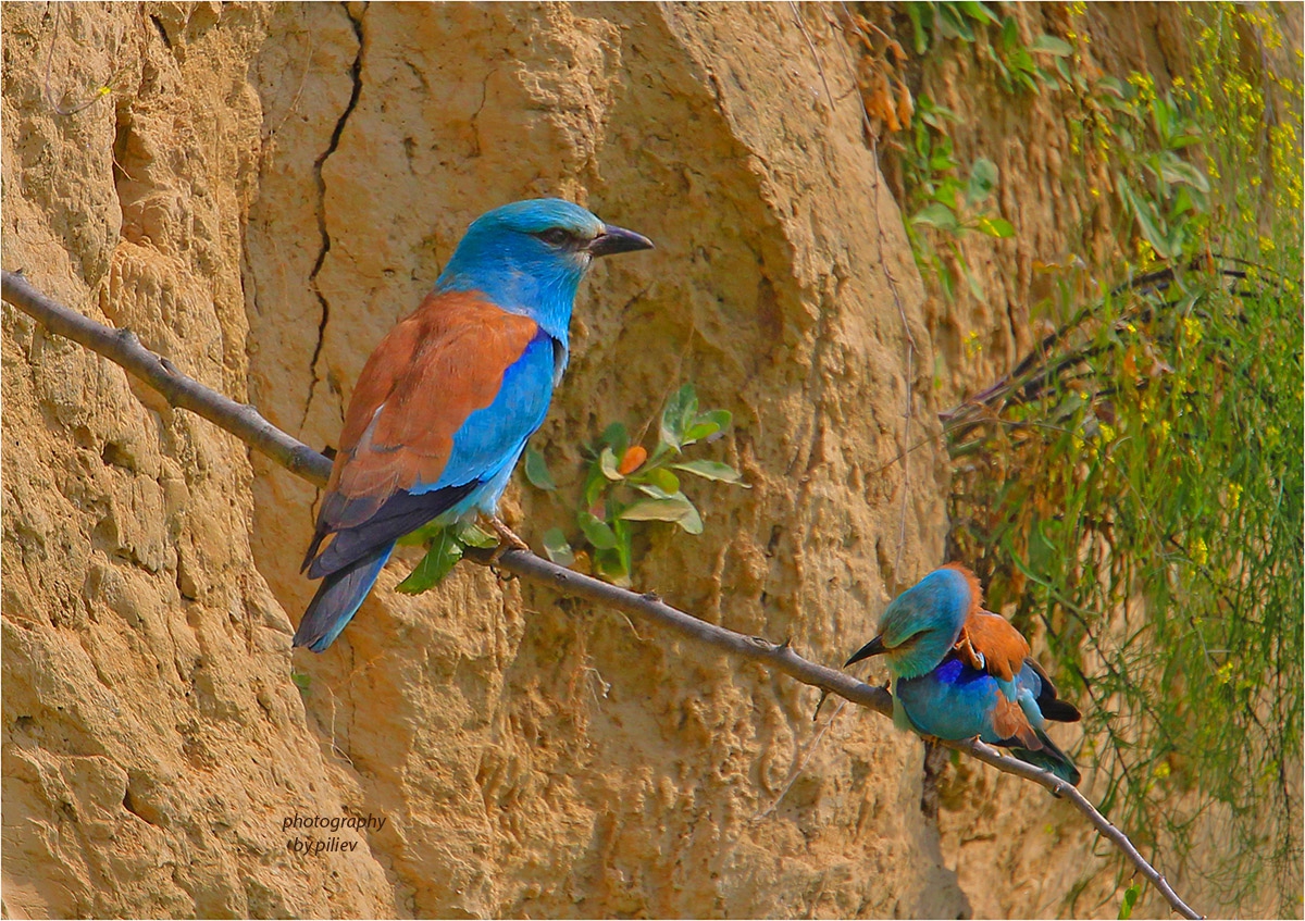 Синявица - Coracias garrulus