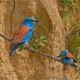 Синявица - Coracias garrulus