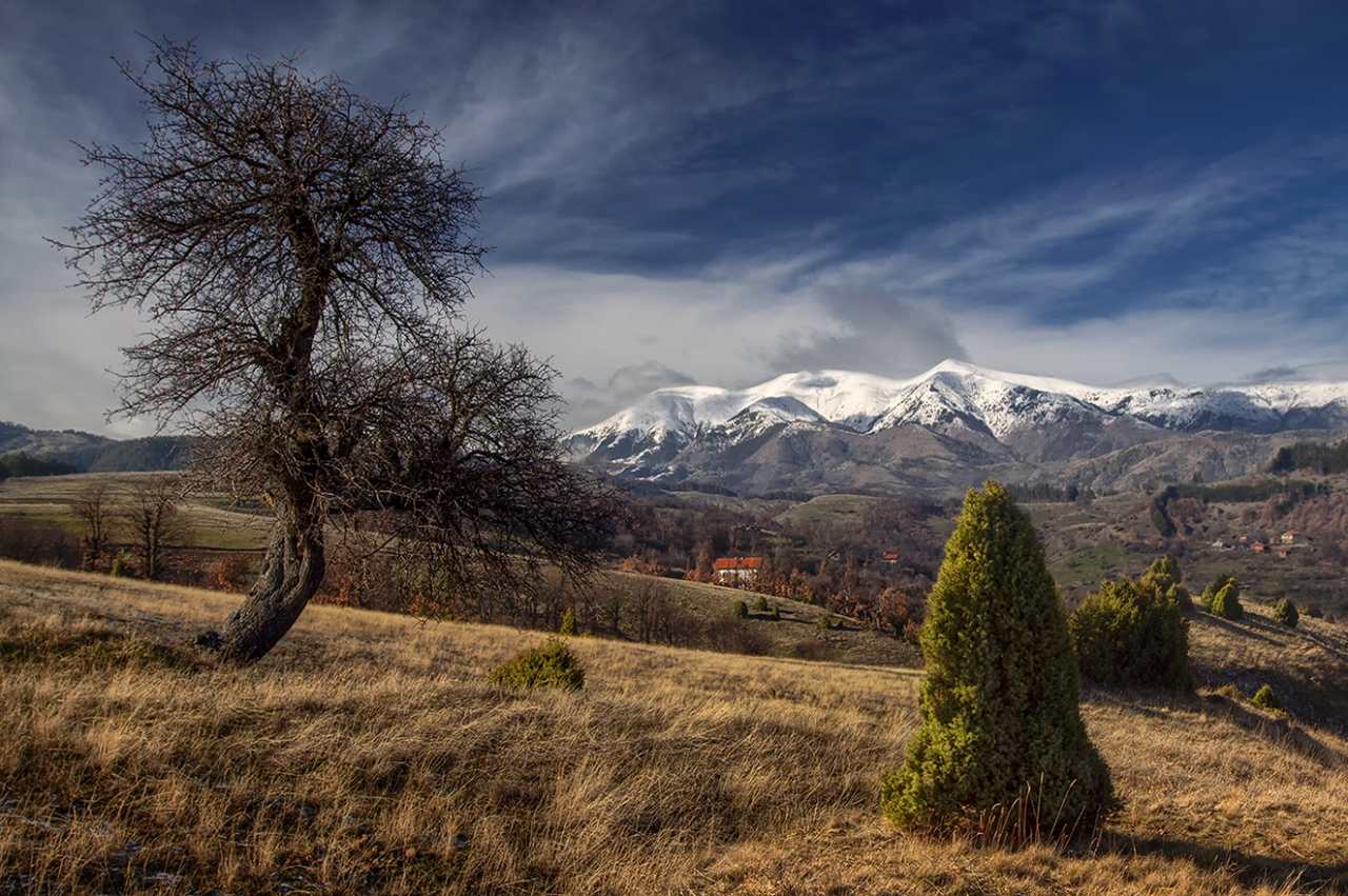 Старата круша