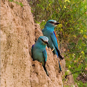 Синявица - Coracias garrulus