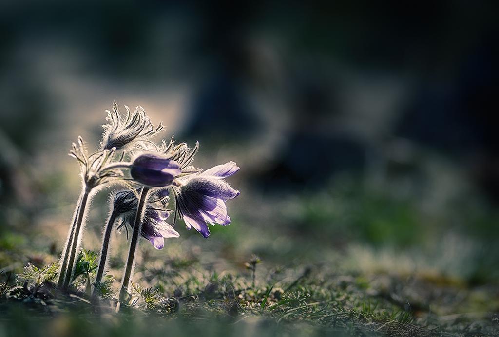 съсънка - Pulsatilla Pratensis L.