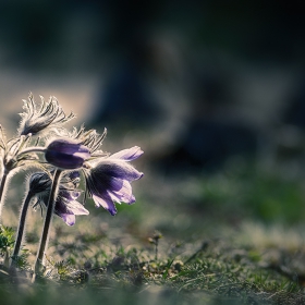 съсънка - Pulsatilla Pratensis L.