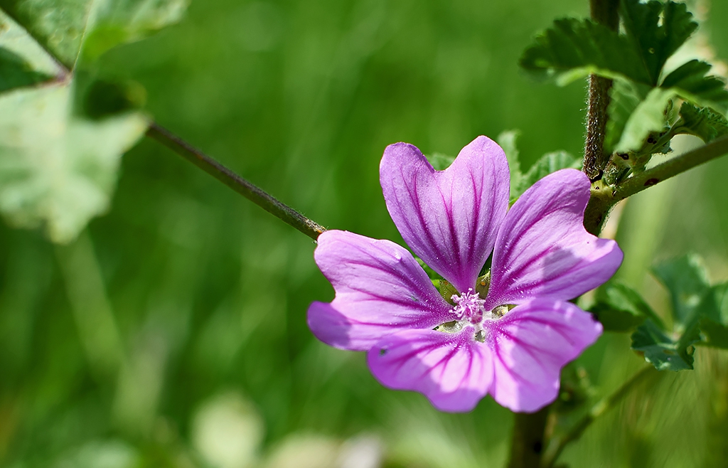 Слез -Malva vulgaris