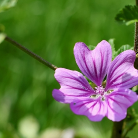 Слез -Malva vulgaris