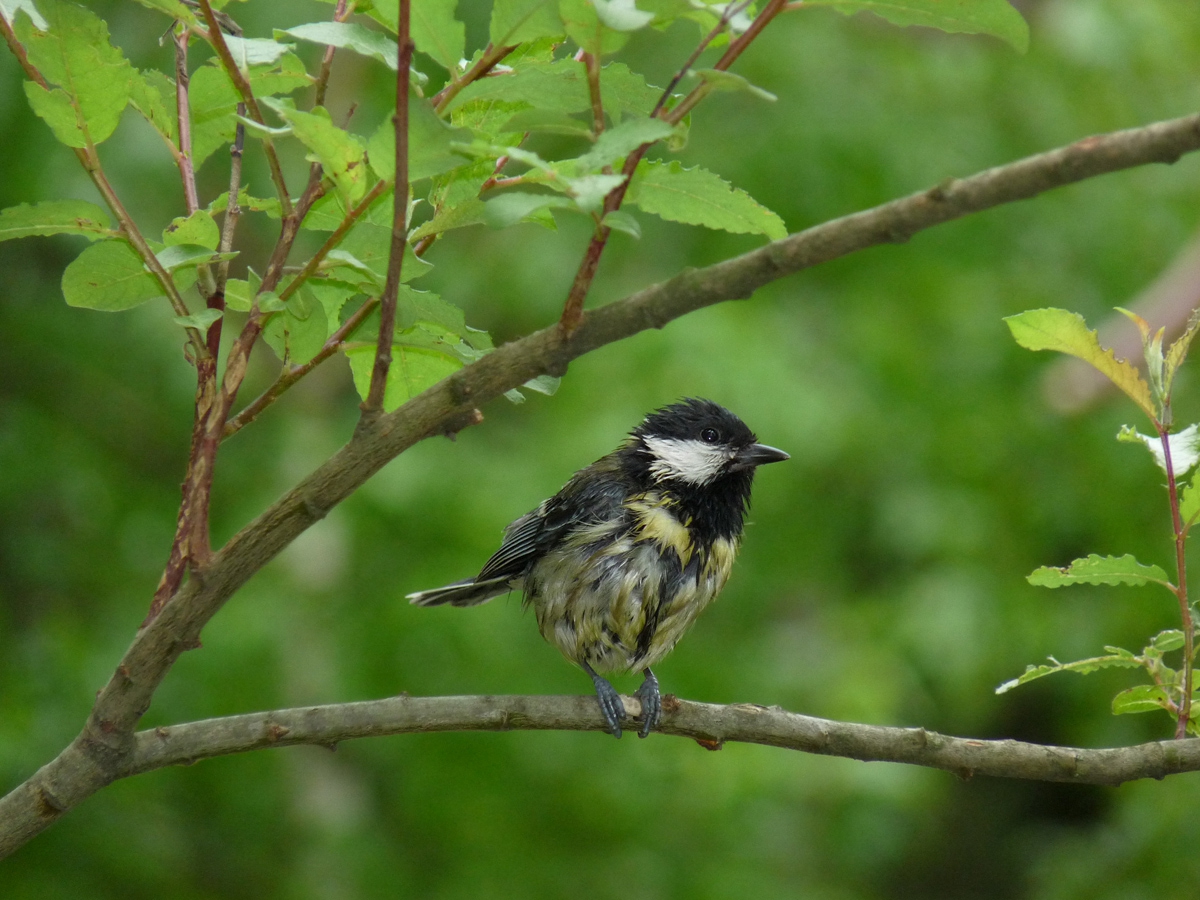 Голям синигер - Parus major