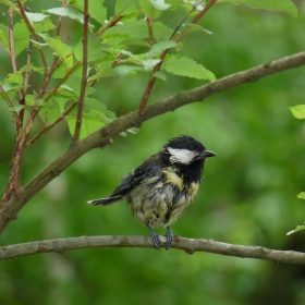 Голям синигер - Parus major