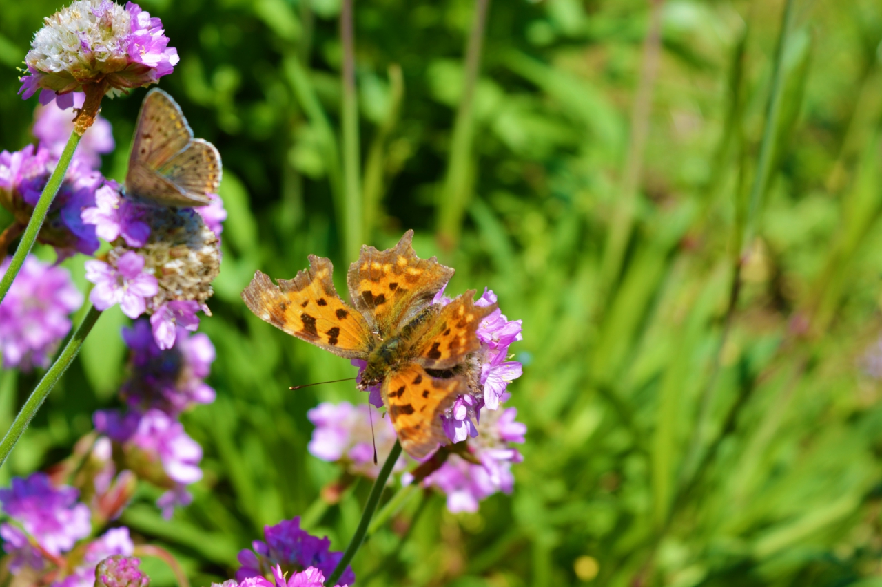 butterfly