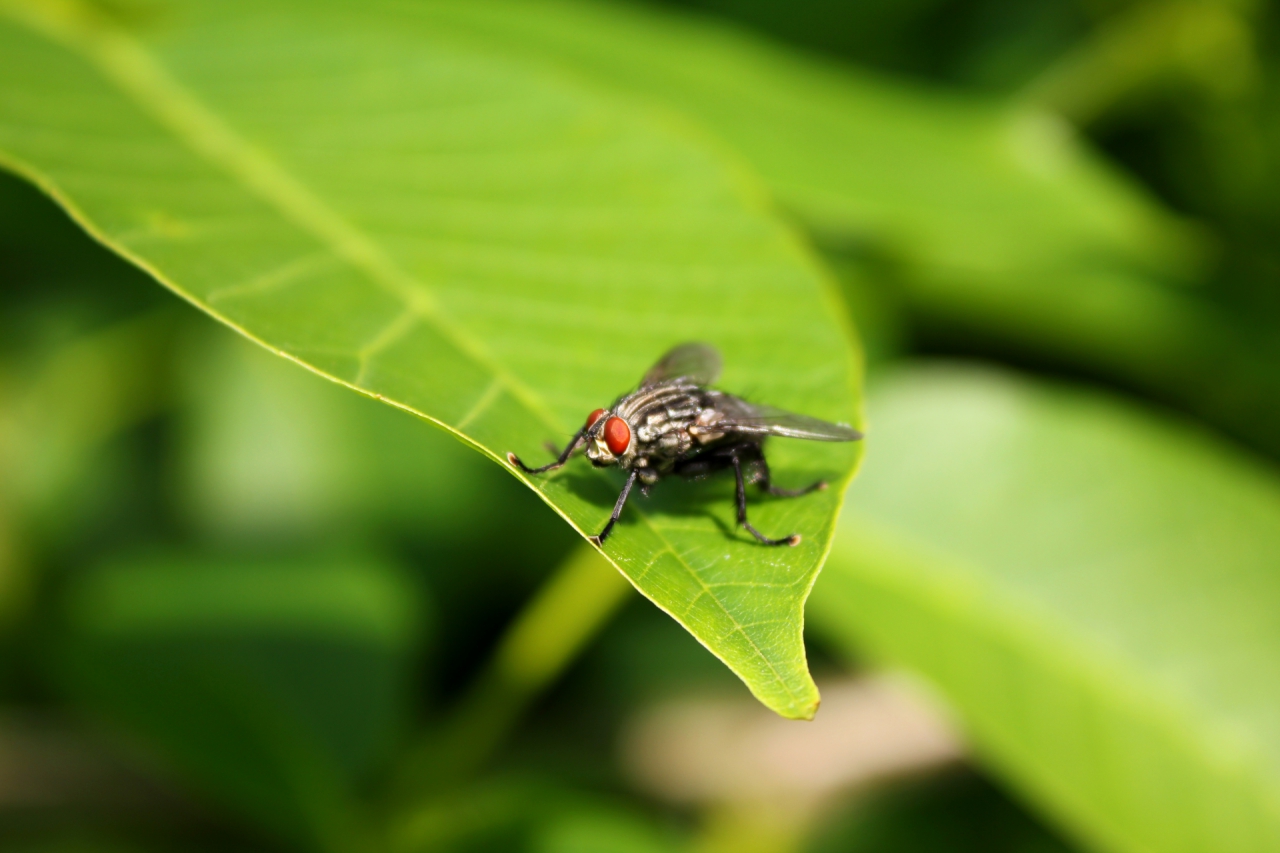 Musca domestica