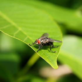 Musca domestica