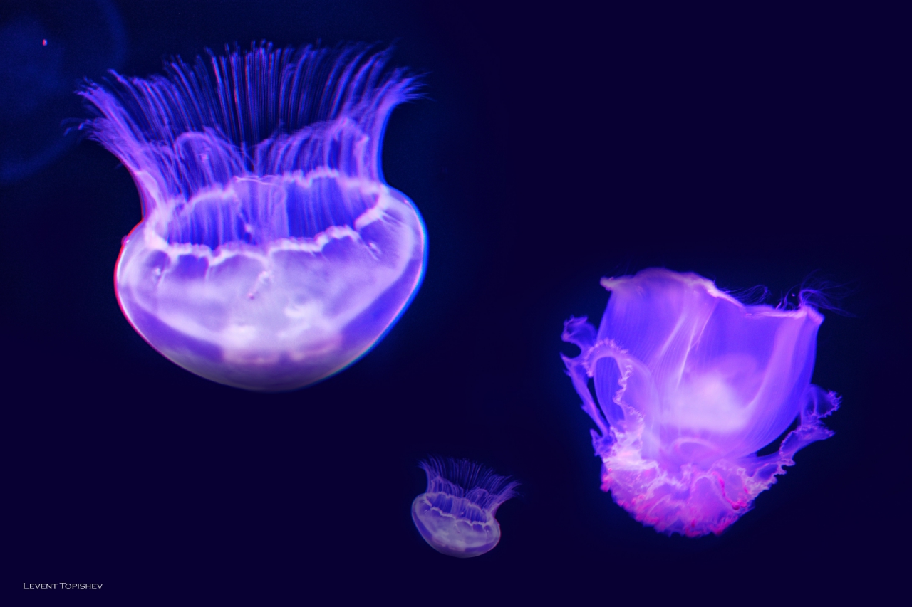 0cean