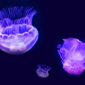 0cean