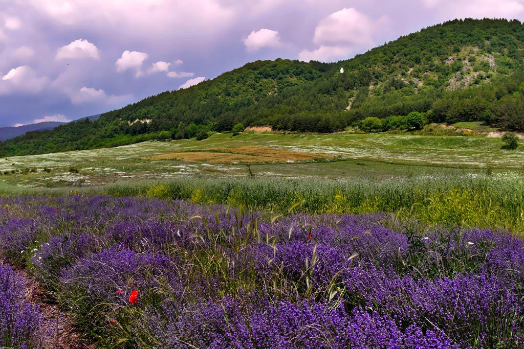 Лавандулено