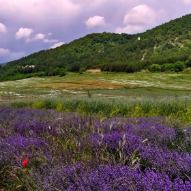 Лавандулено